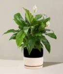 Peace Lily