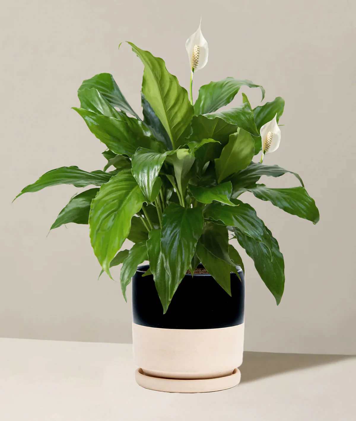 Peace Lily