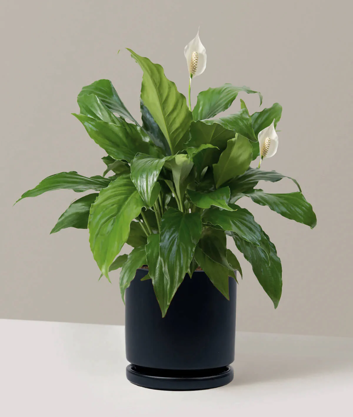 Peace Lily - Image 2