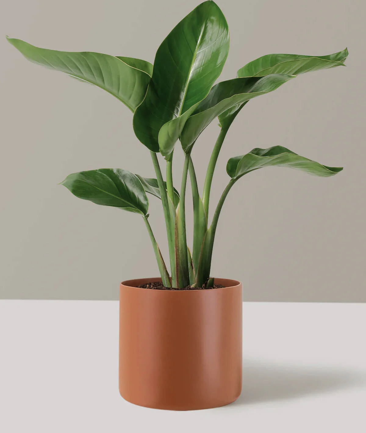 Bird of Paradise - Image 2
