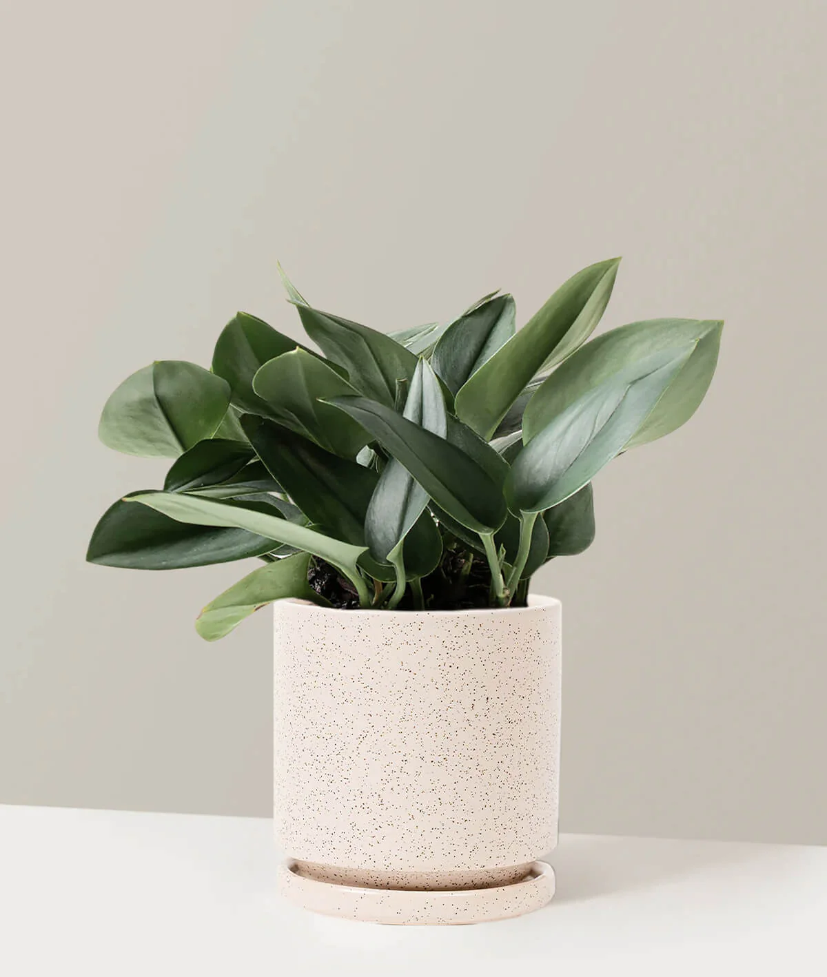 Pothos Sterling Silver