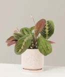 Red Prayer Plant