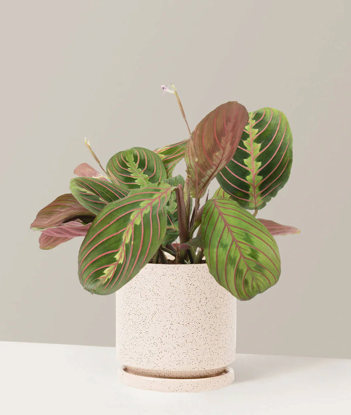 Red Prayer Plant