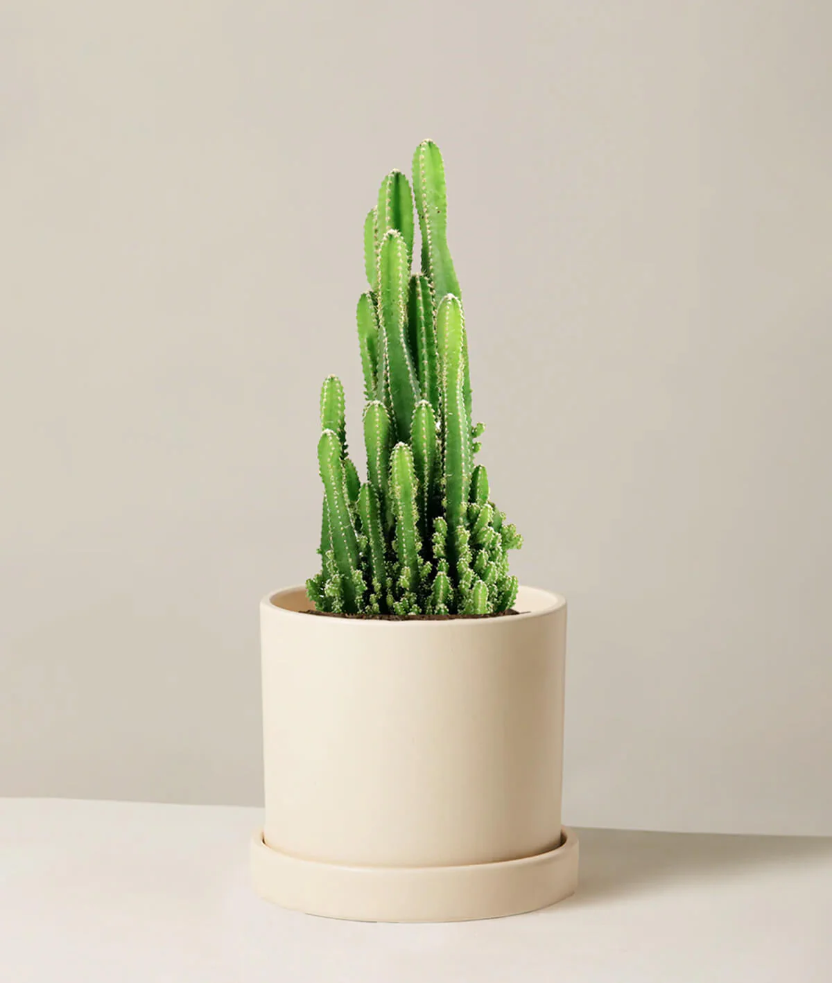 Fairy Castle Cactus