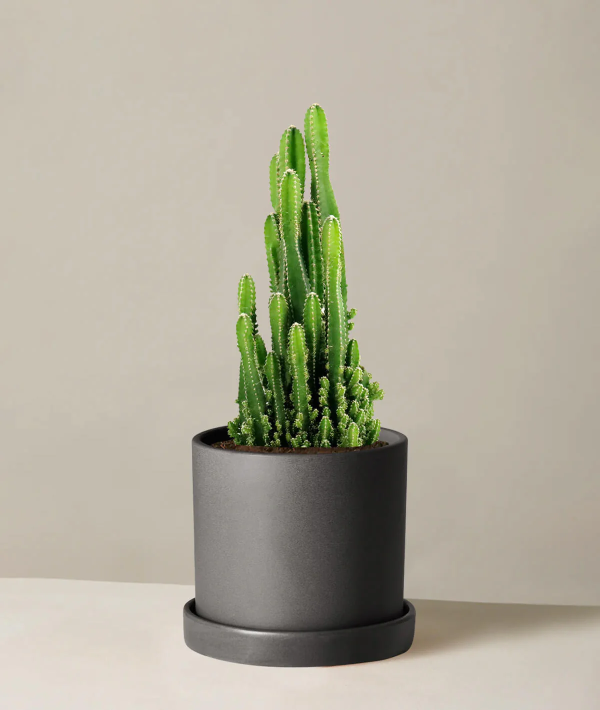 Fairy Castle Cactus - Image 2