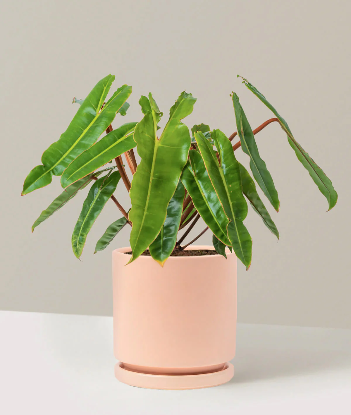 Philodendron Billietiae