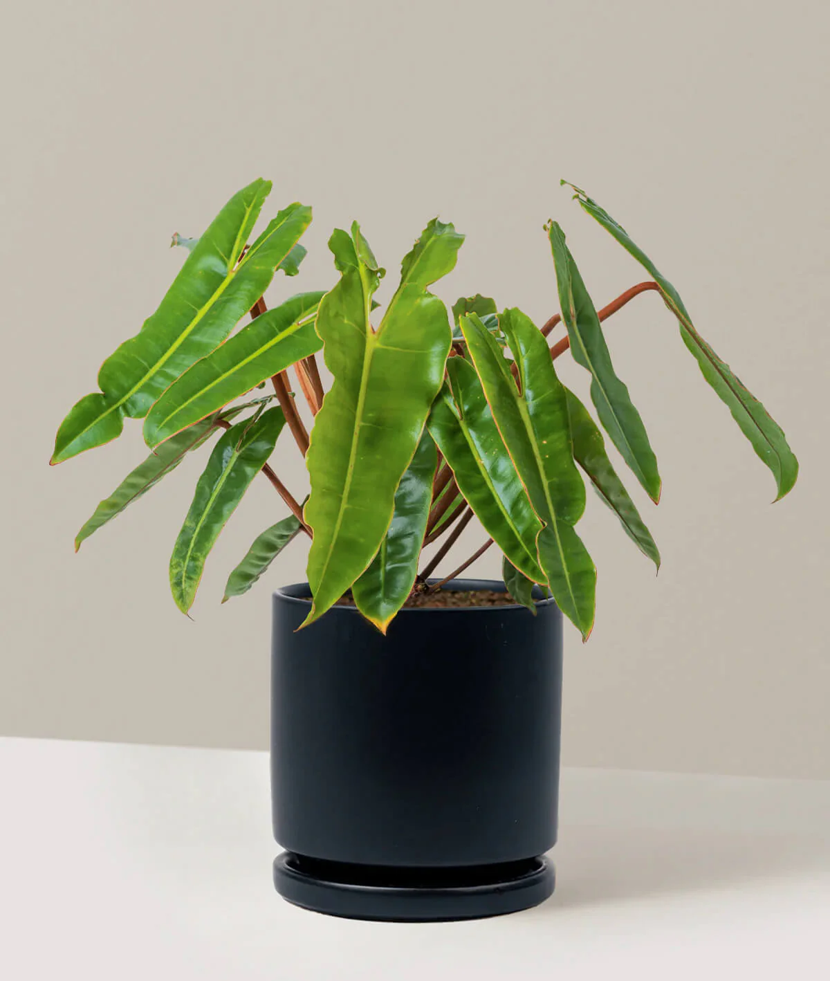 Philodendron Billietiae - Image 2
