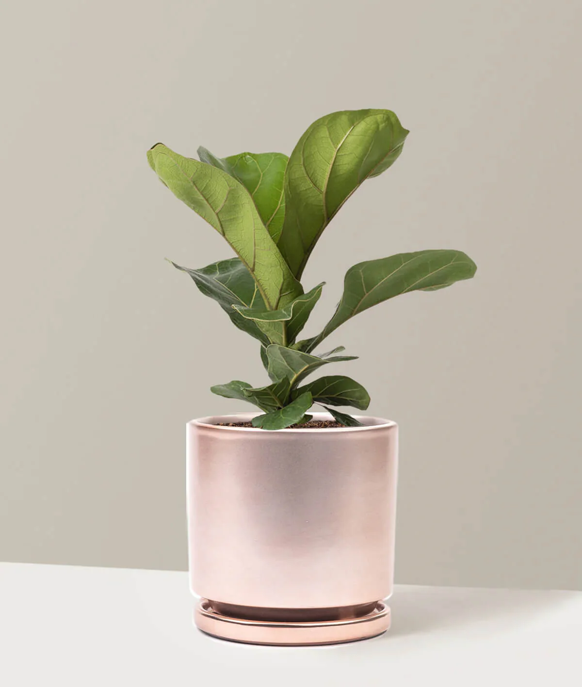 Fiddle Leaf Fig - Image 2